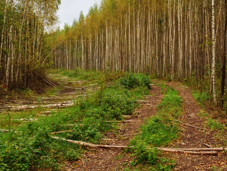 Lot Clearing for Construction 1