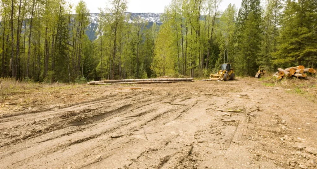 Lot Clearing for Construction 3